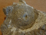 Pseudocrania